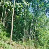Đất rẻ như cho, khách hàng gửi bán lô đất rừng sản xuất tại xã Đú Sáng, Huyện Kim Bôi, Tỉnh Hoà Bình